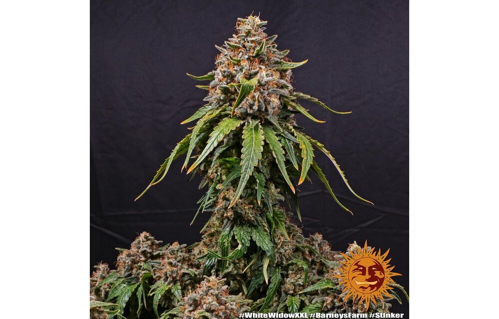 Barney's Farm White Widow XXL Fem