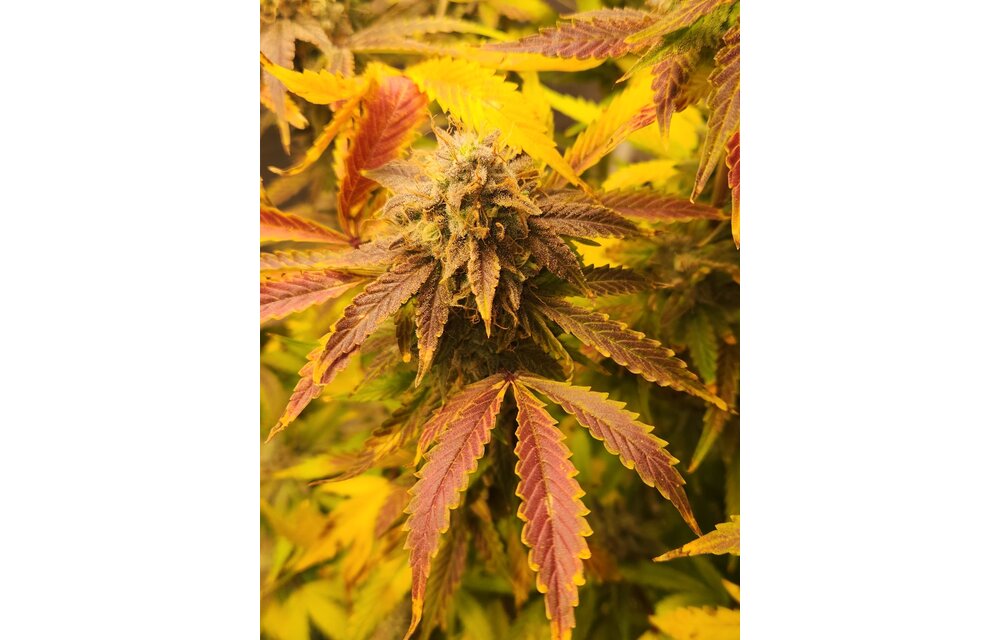 Jean-O's Genetics Kush Kush F3 Auto Fem 3 pk