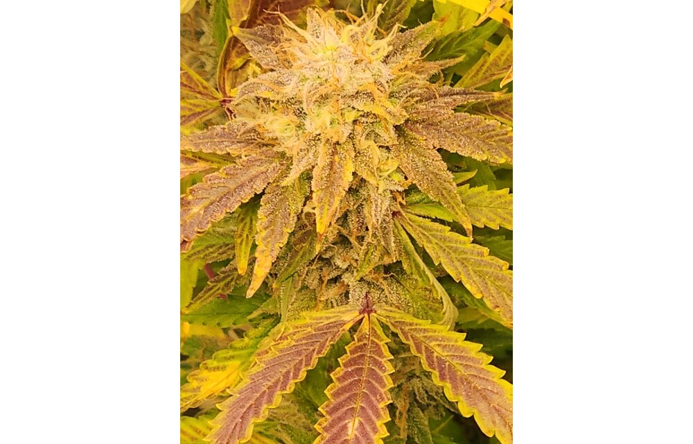 Jean-O's Genetics Kush Kush F3 Auto Fem 3 pk