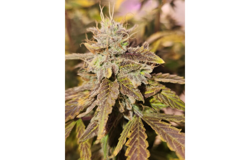 Jean-O's Genetics Kush Kush F3 Auto Fem 3 pk