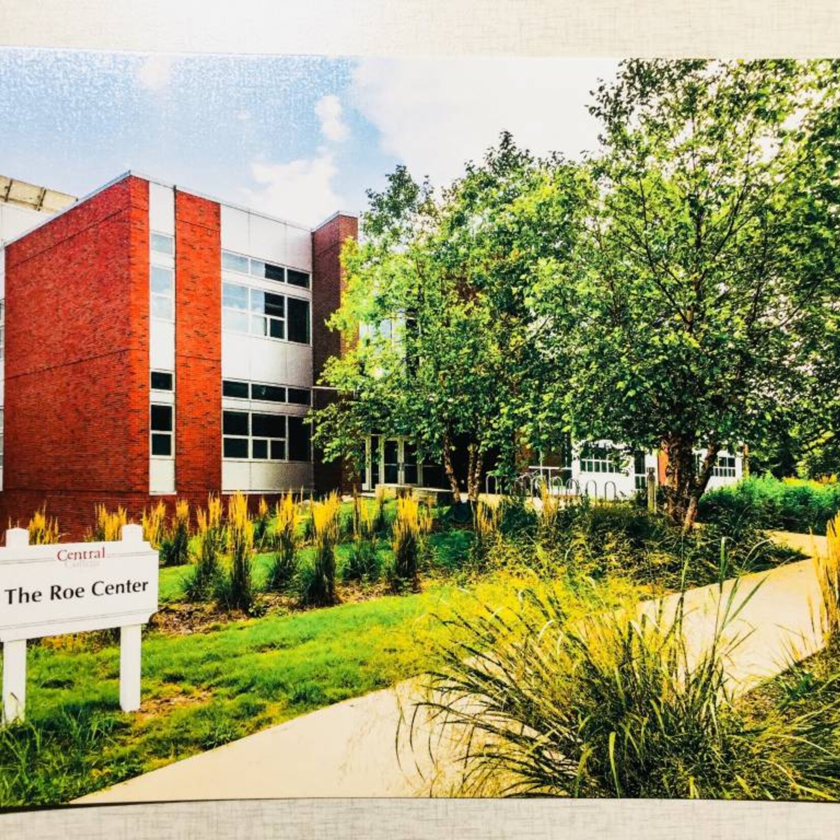 PHOTO Photographx Postcard Roe