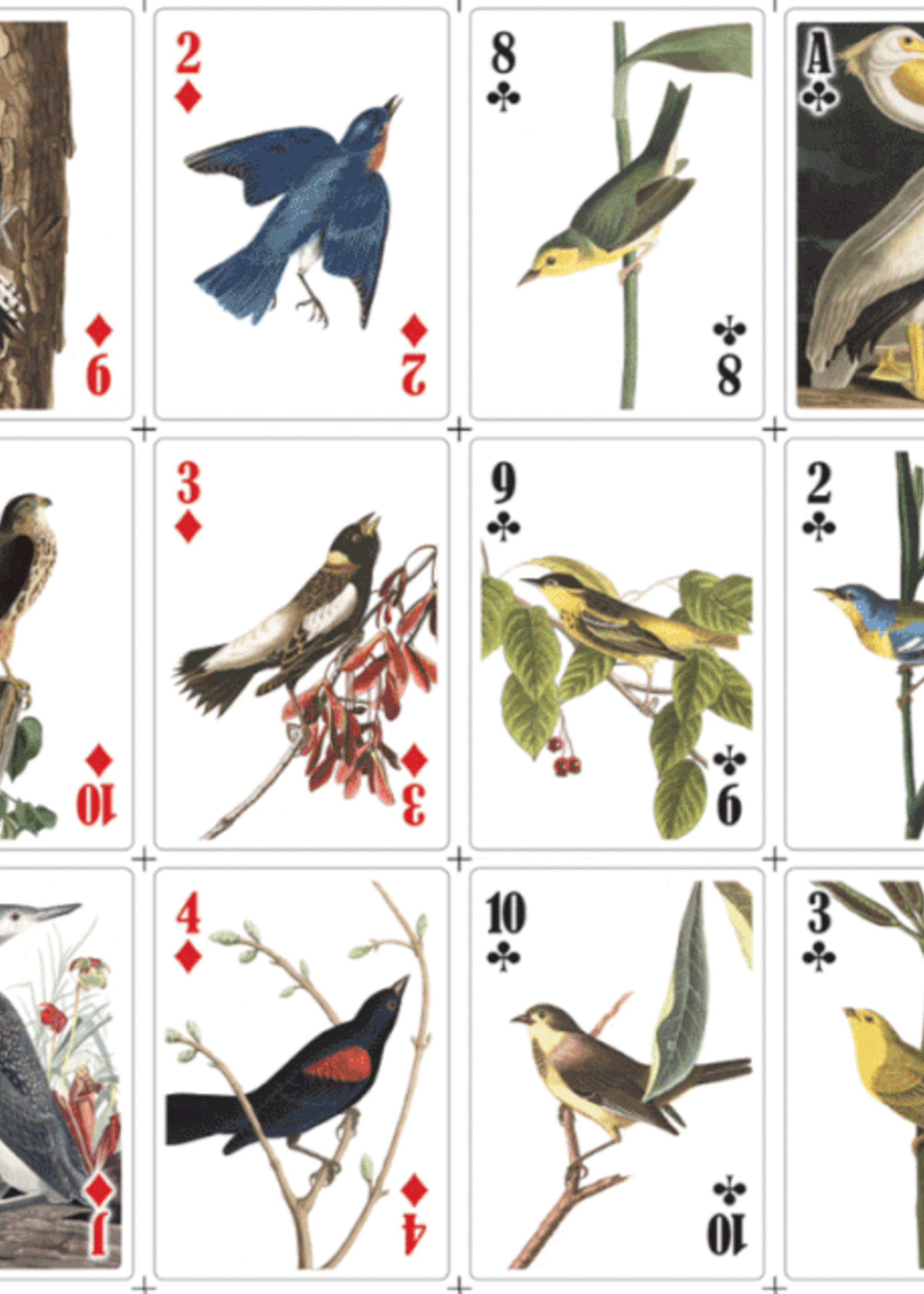 Kikkerland 3D Bird Playing Cards - Box