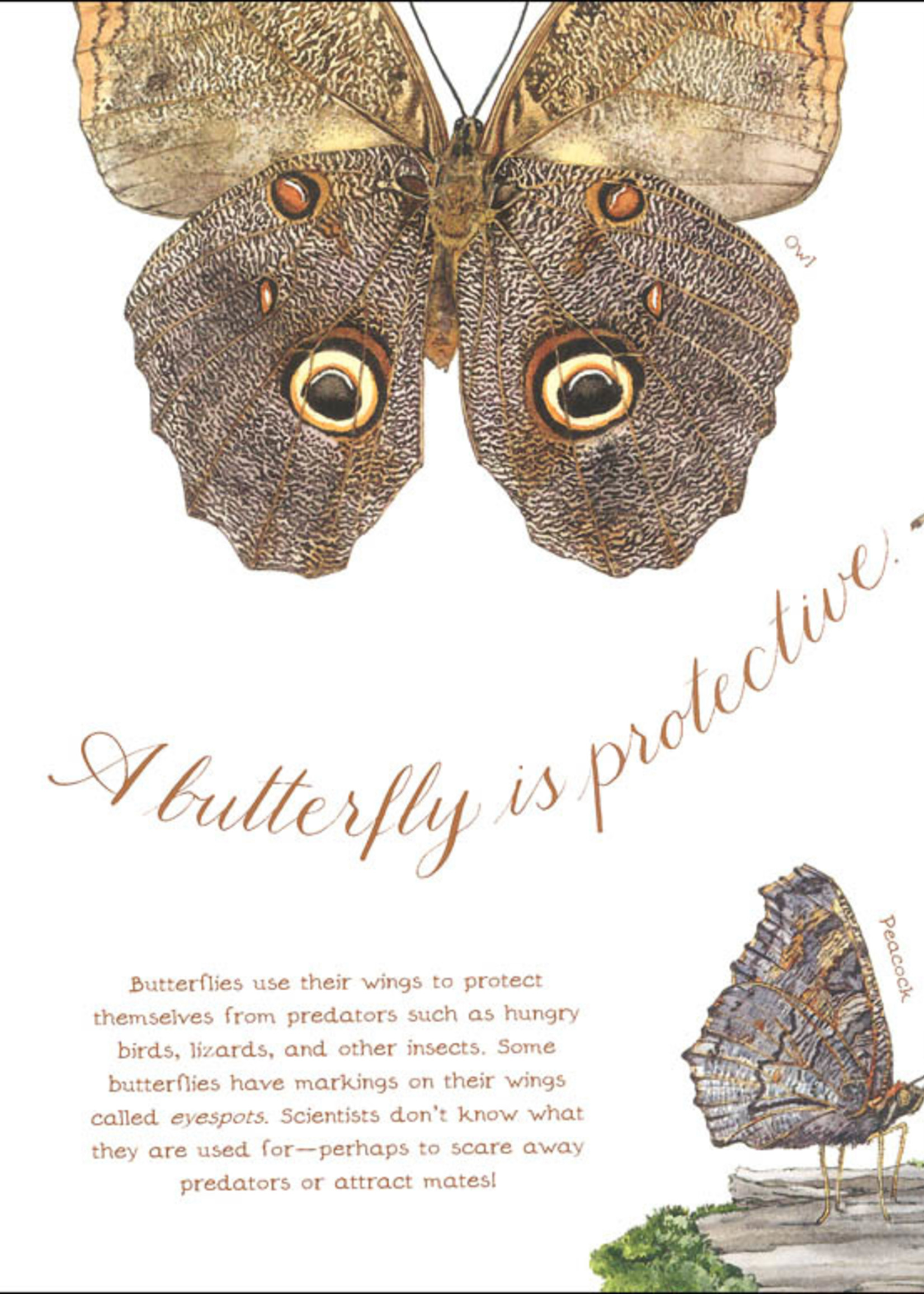 A Butterfly Is Patient - Paperback
