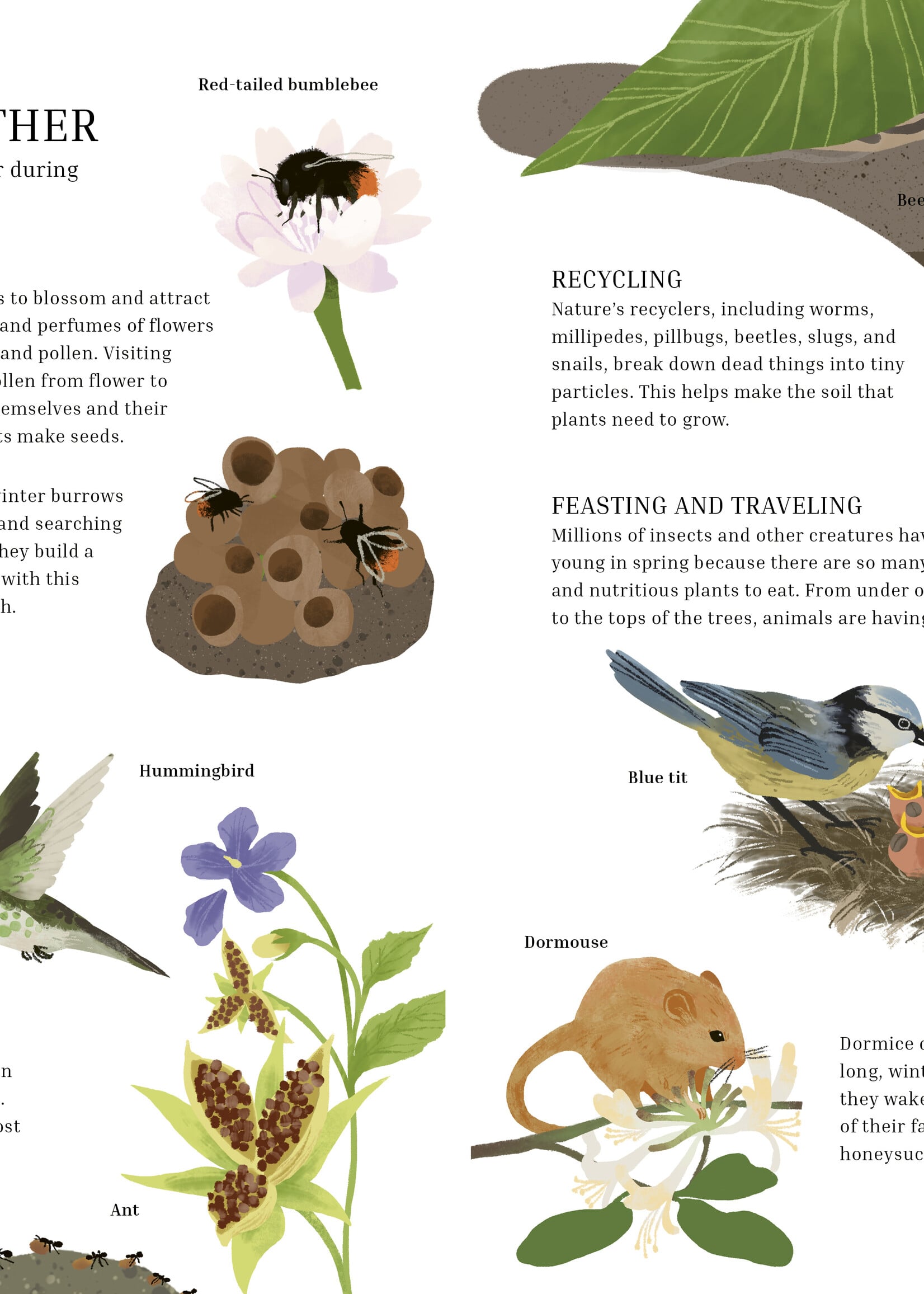A Year in Nature: A Collection of Stories for Every Season - Hardcover
