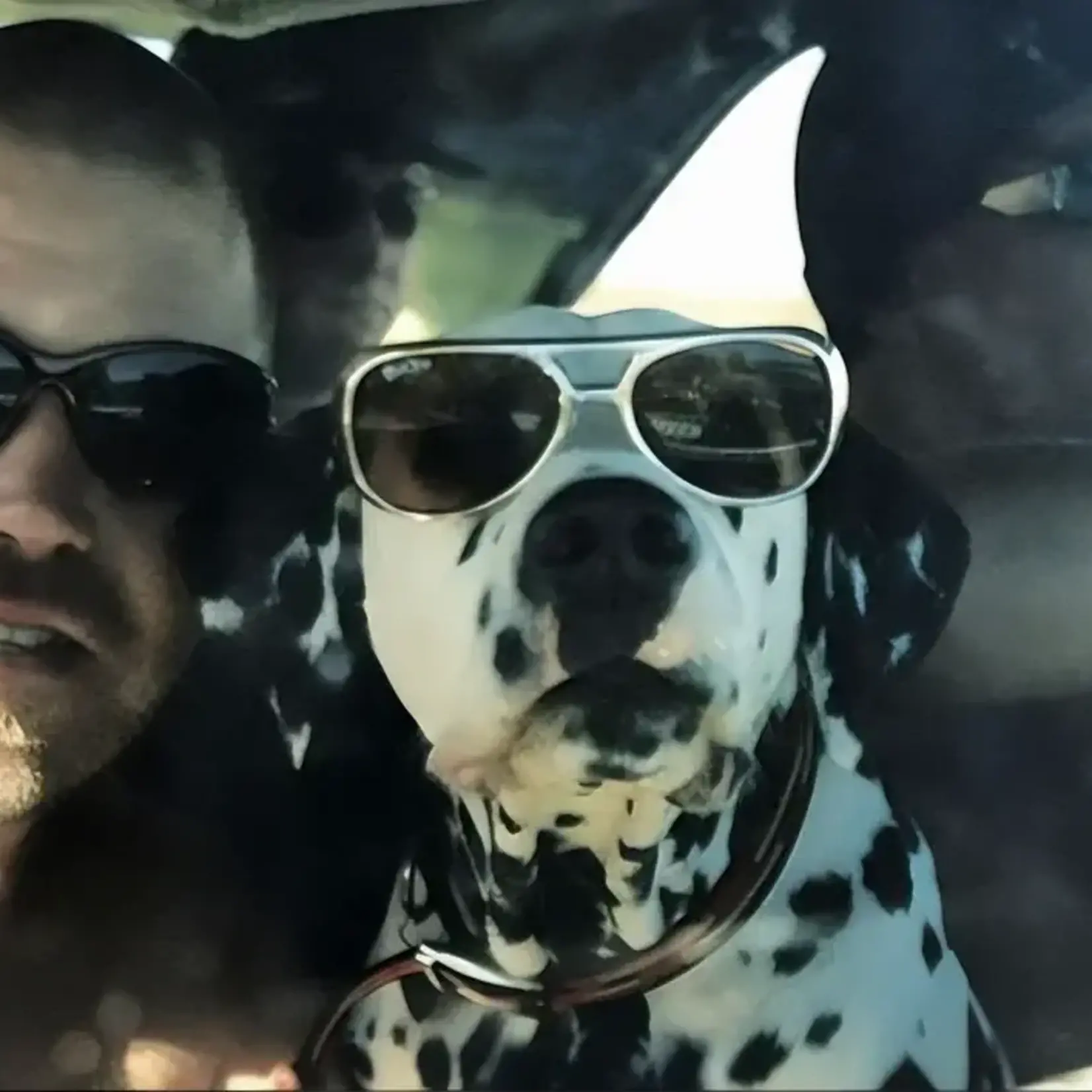 Black Flys Black Flys - King Fly / Sublime Edition - Shiny Gold / Amber Lens