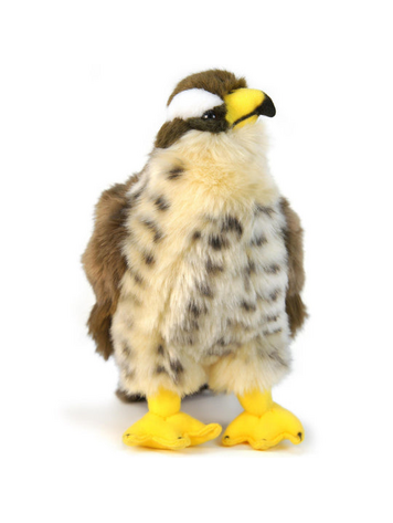 PERCIVAL THE PEREGRINE FALCON