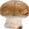 Pilz