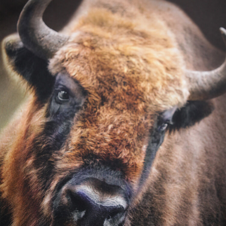 Molo Rube- Bison Encounter