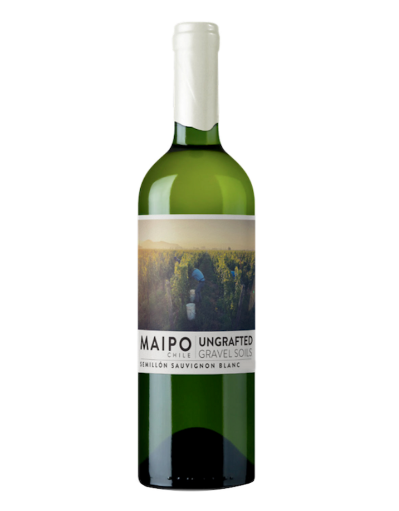 Chile Ungrafted, Semillon-Sauvignon Blanc Maipo Valley 2025