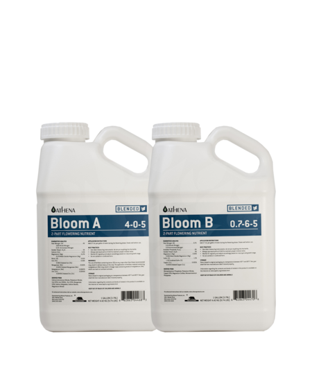 Blended Line Bloom