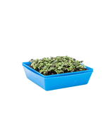 Bootstrap Farmer 5" x 5" Microgreen TrayShallow (1.25" Tall)No Hole