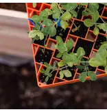 Bootstrap Farmer Air Prune Propagation Tray