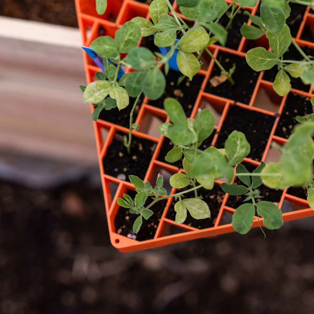 Bootstrap Farmer Air Prune Propagation Tray