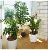 Liaflor Hydroculture