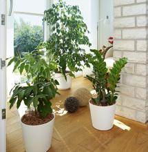 Liaflor Hydroculture