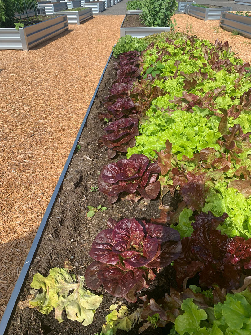Growboxx.ca Raised Garden Beds