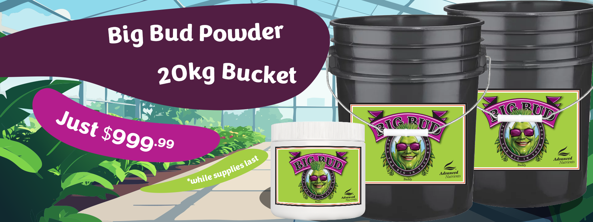 big bud powder
