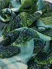 Inouitoosh Oblong Ambroise Etole Green