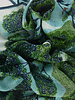Inouitoosh Oblong Ambroise Etole Green