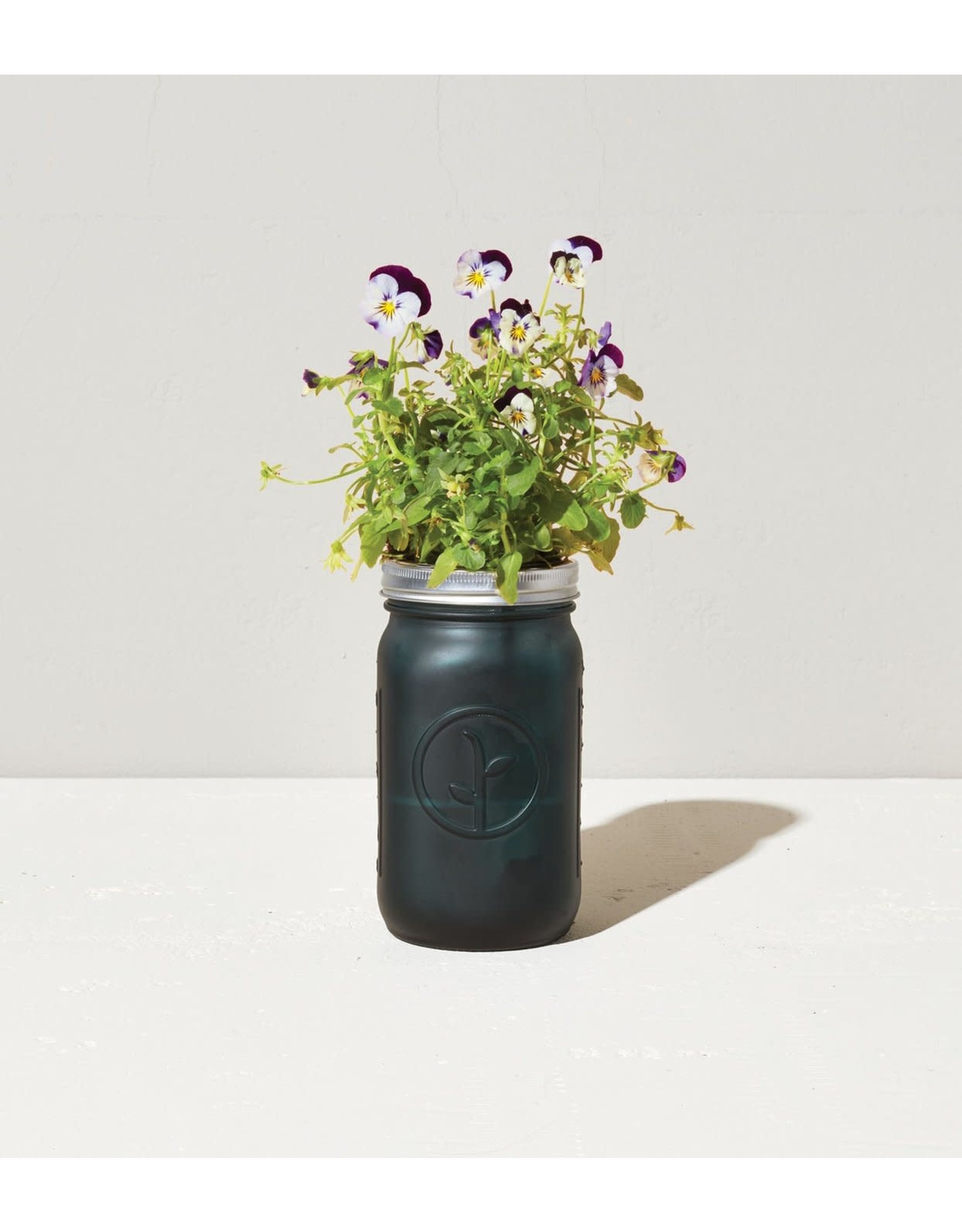 Pansy Garden Jar Just Add Water And Sunlight Exit9 Gift Emporium