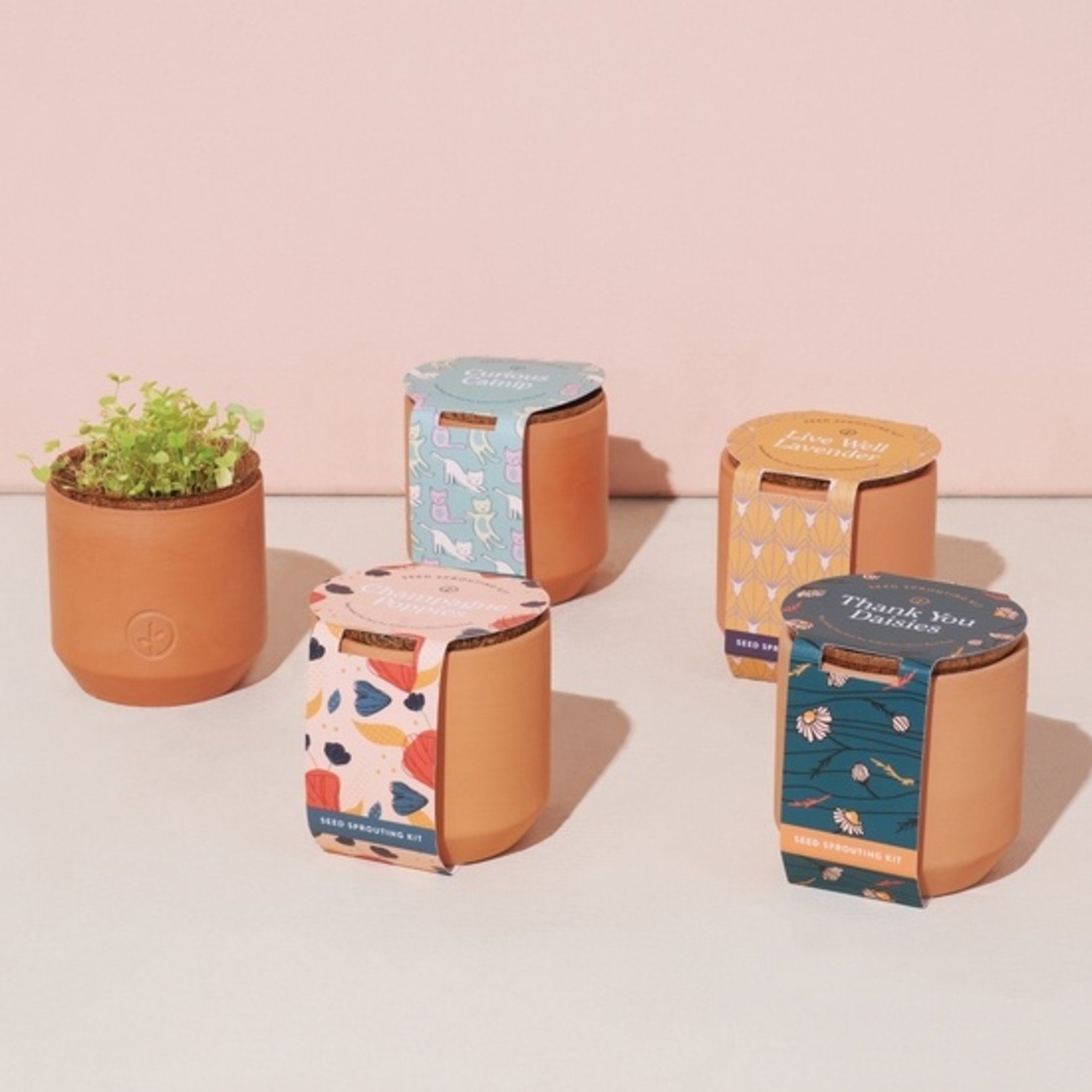 Modern Sprout Tiny Terracotta Grow Kits