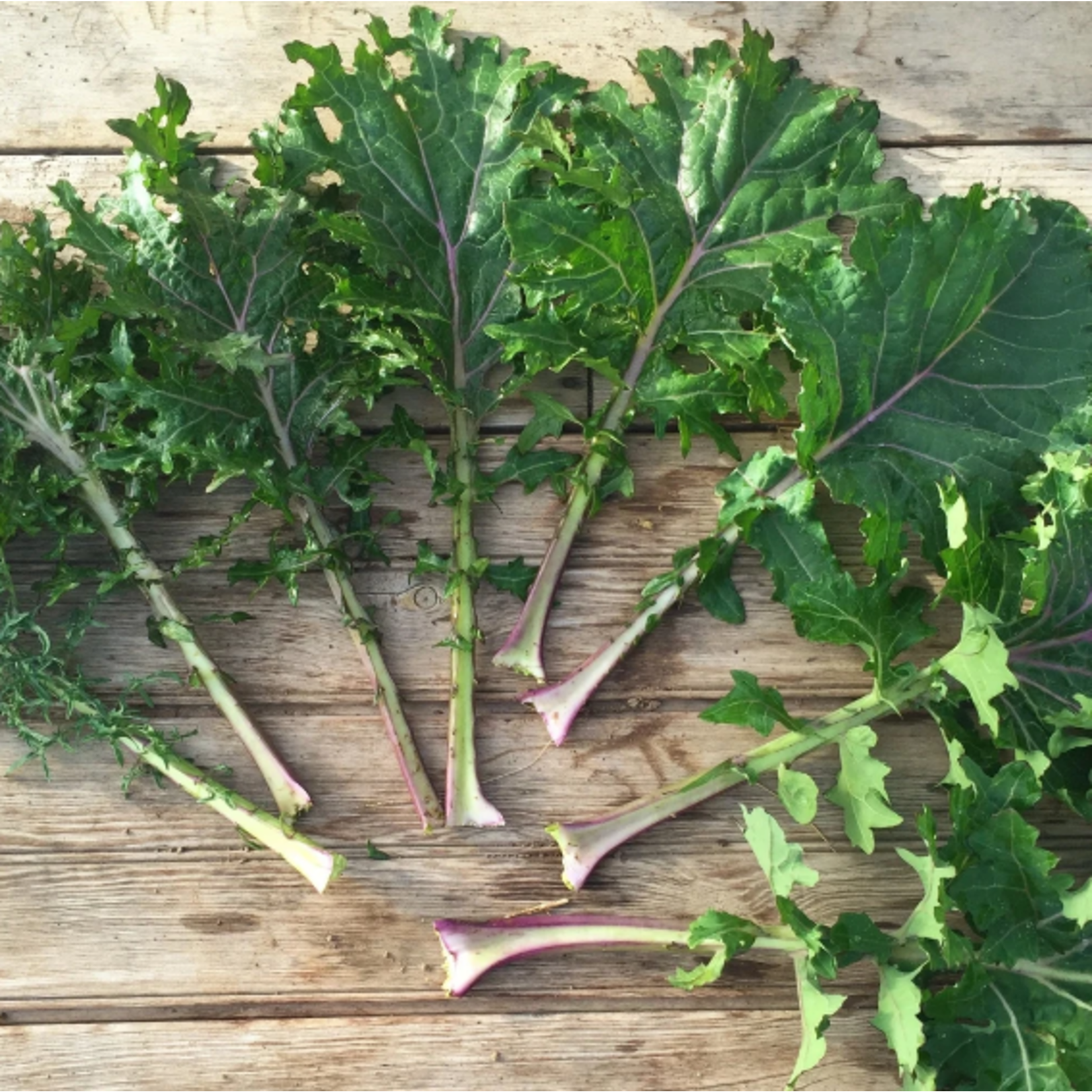Hudson Valley Seeds All Star Kale Seeds