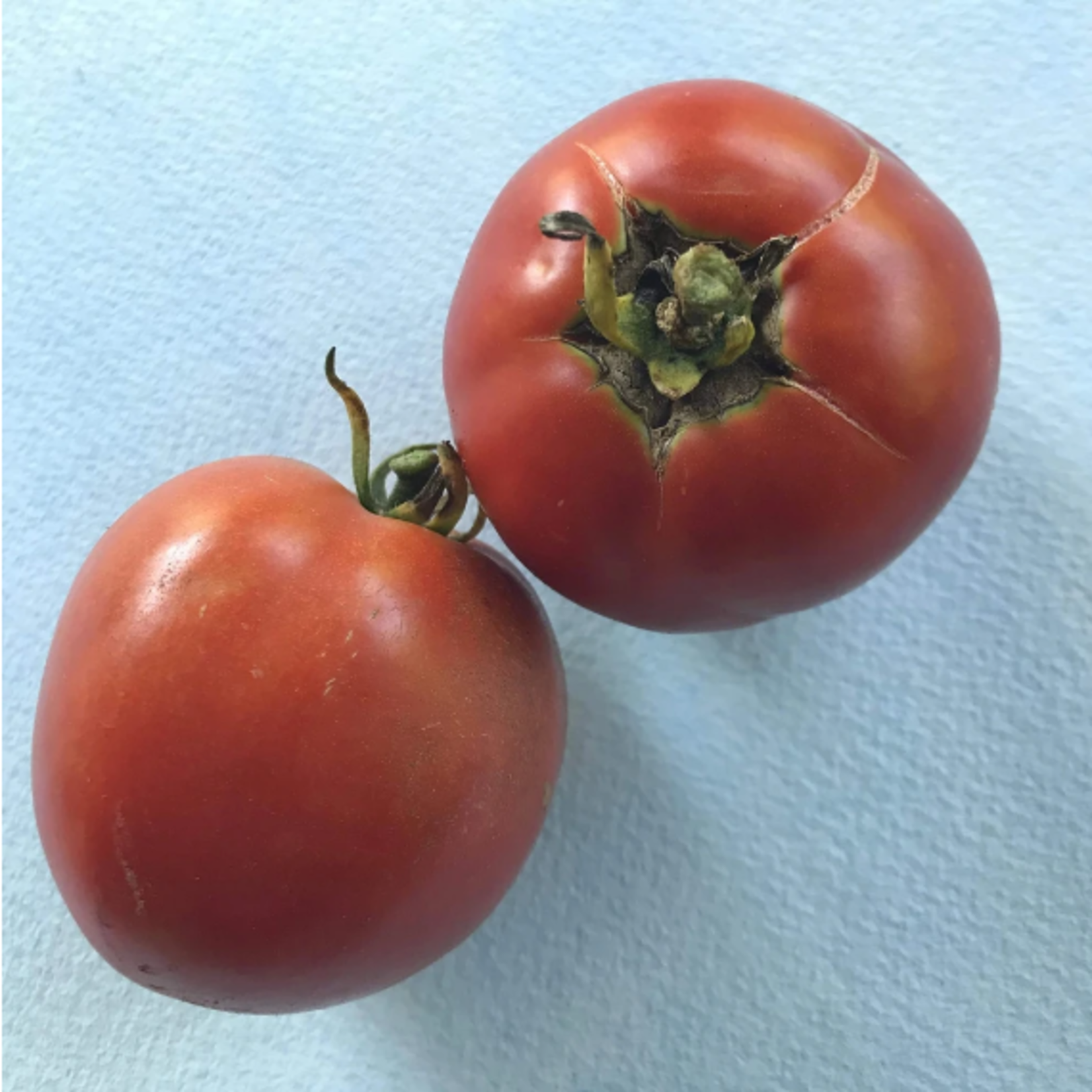 Hudson Valley Seeds New Yorker Tomato Seeds