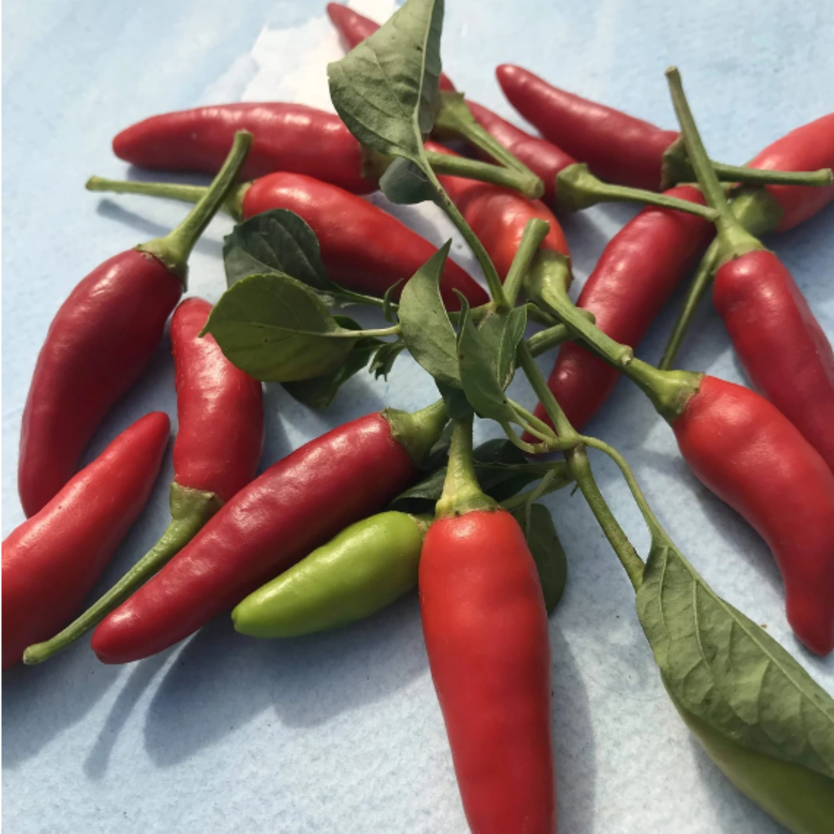 Hudson Valley Seeds Matchbox Pepper Seeds