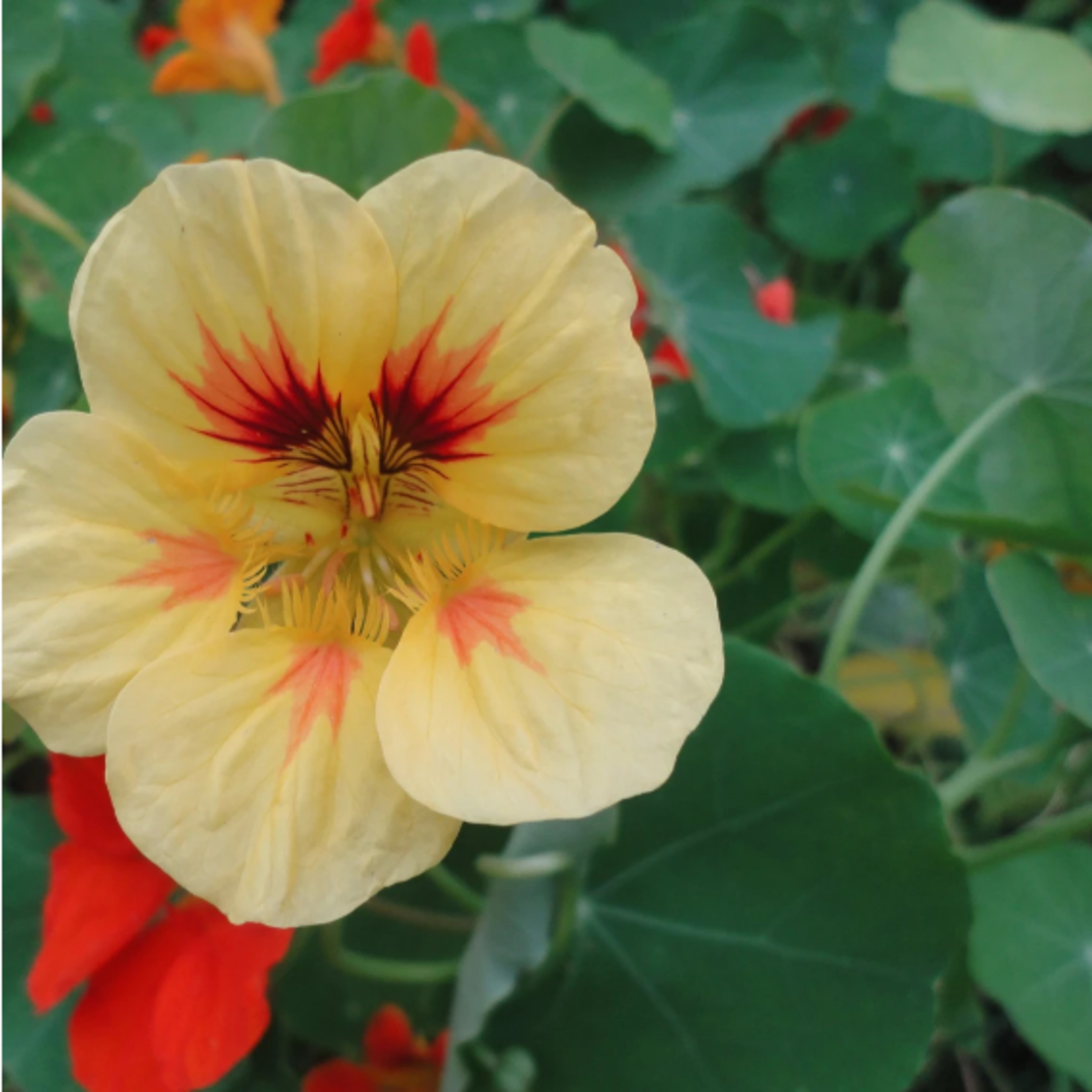 Hudson Valley Seeds Glorious Nasturtium Seeds