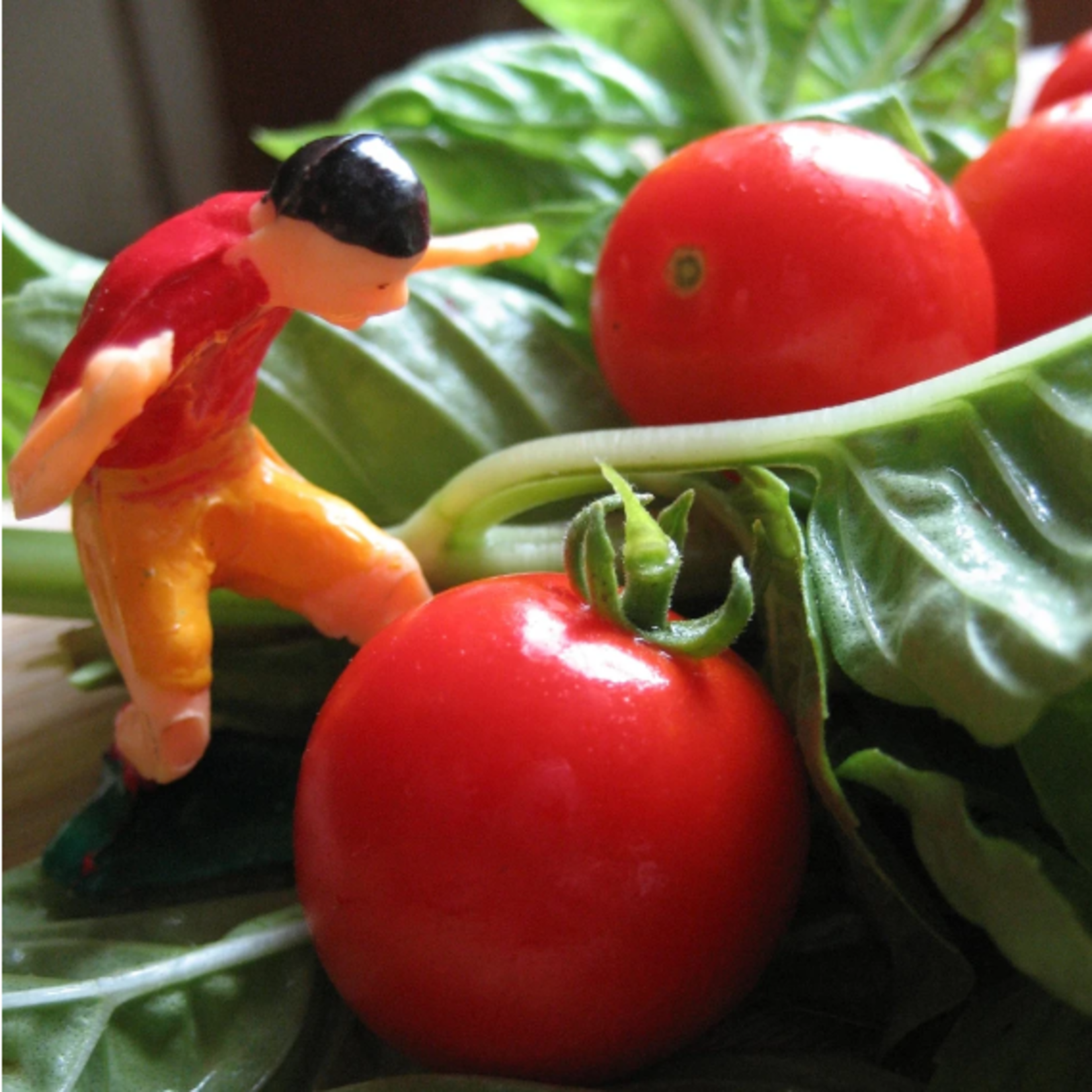 Hudson Valley Seeds Tiny Tim Tomato Seeds