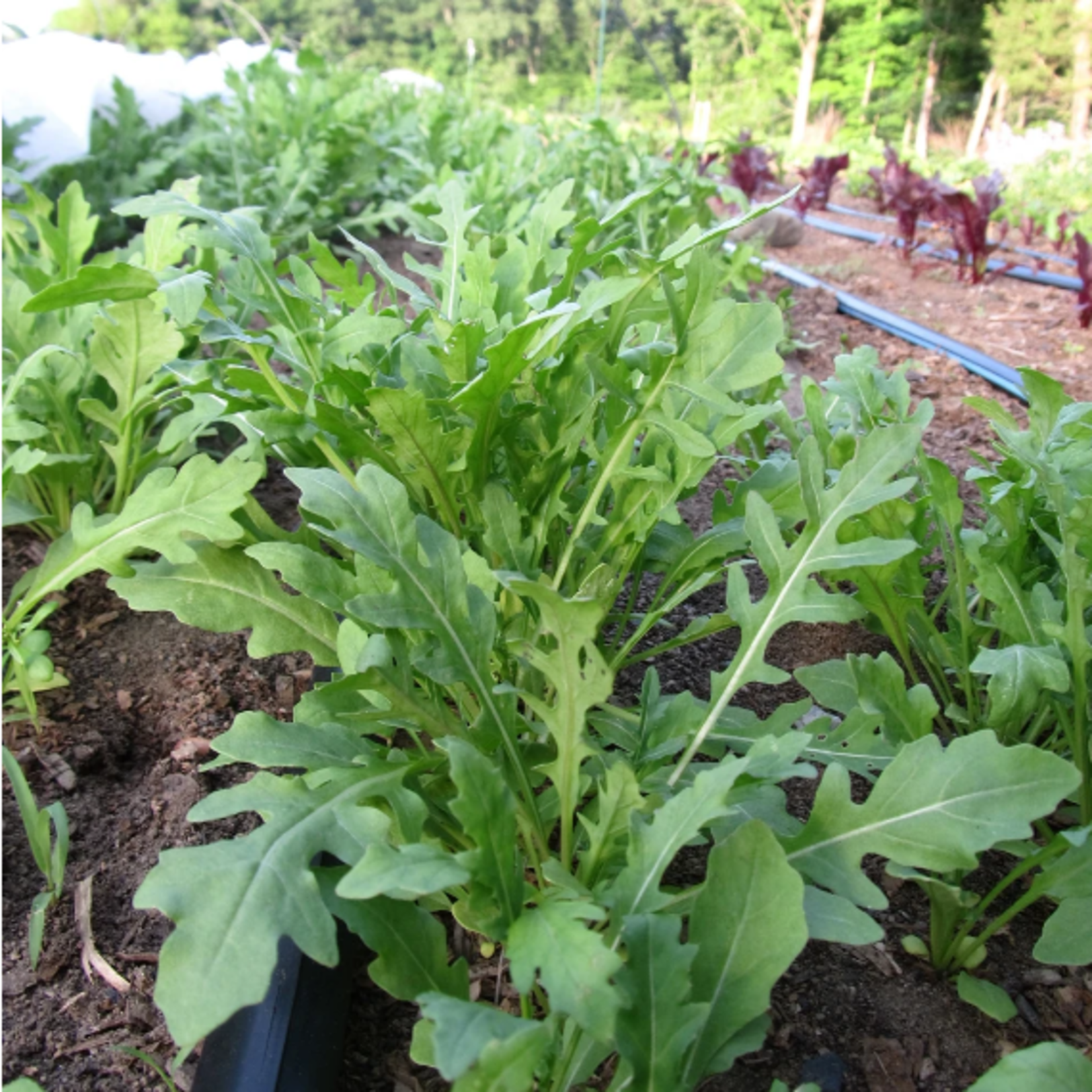 Hudson Valley Seeds Wild Arugula Seeds