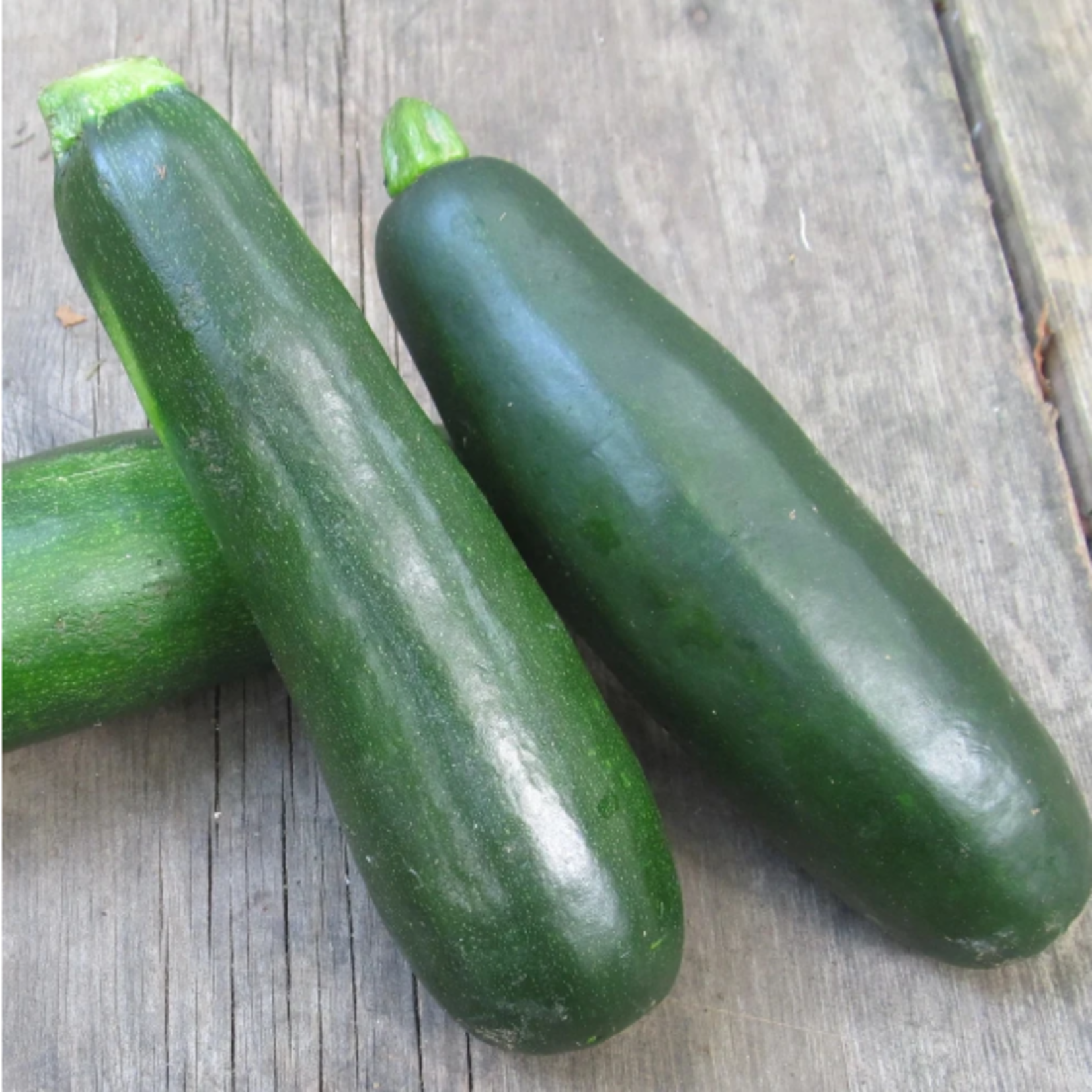 Hudson Valley Seeds Dark Star Zucchini Seeds