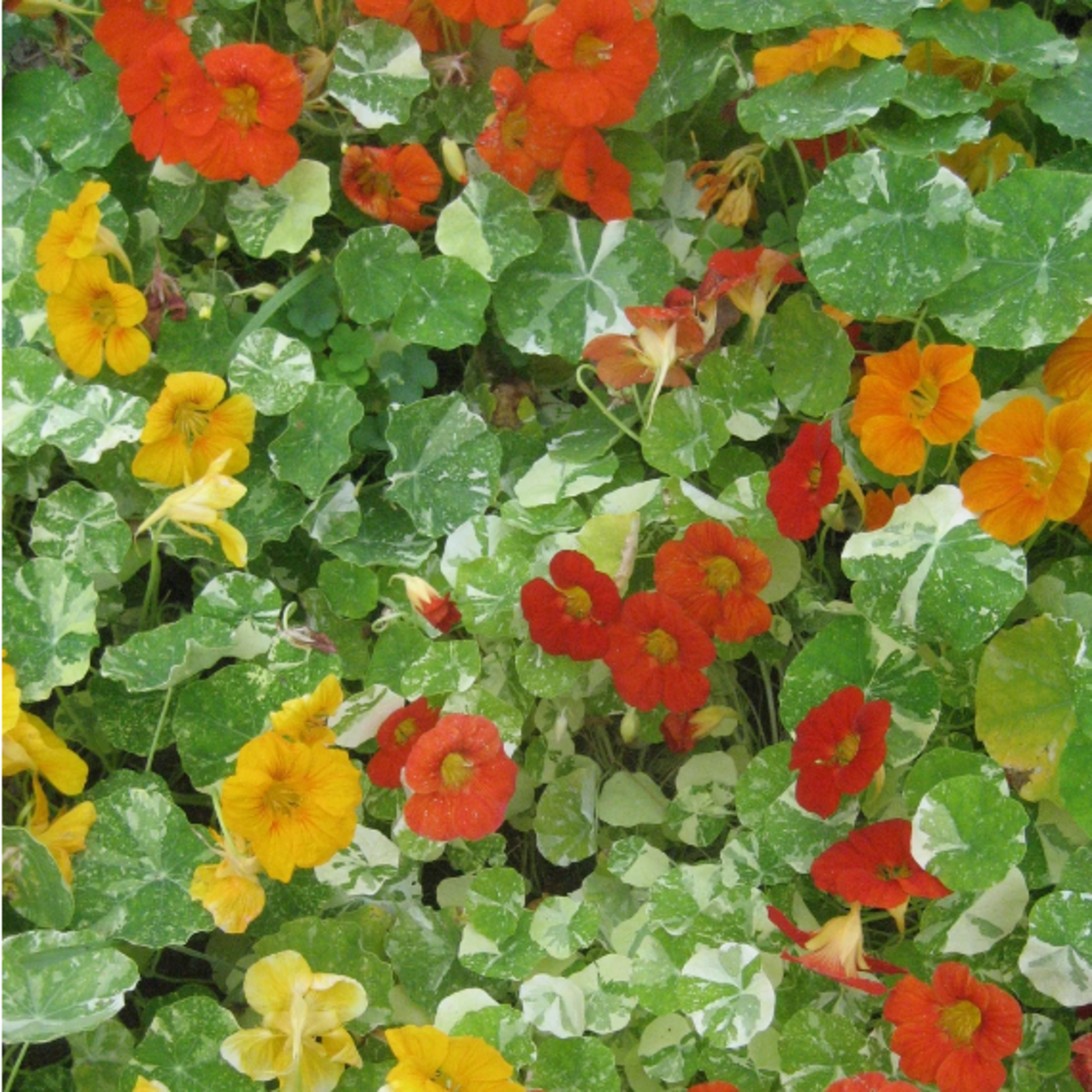 Hudson Valley Seeds Variegated Nasturtium Seeds
