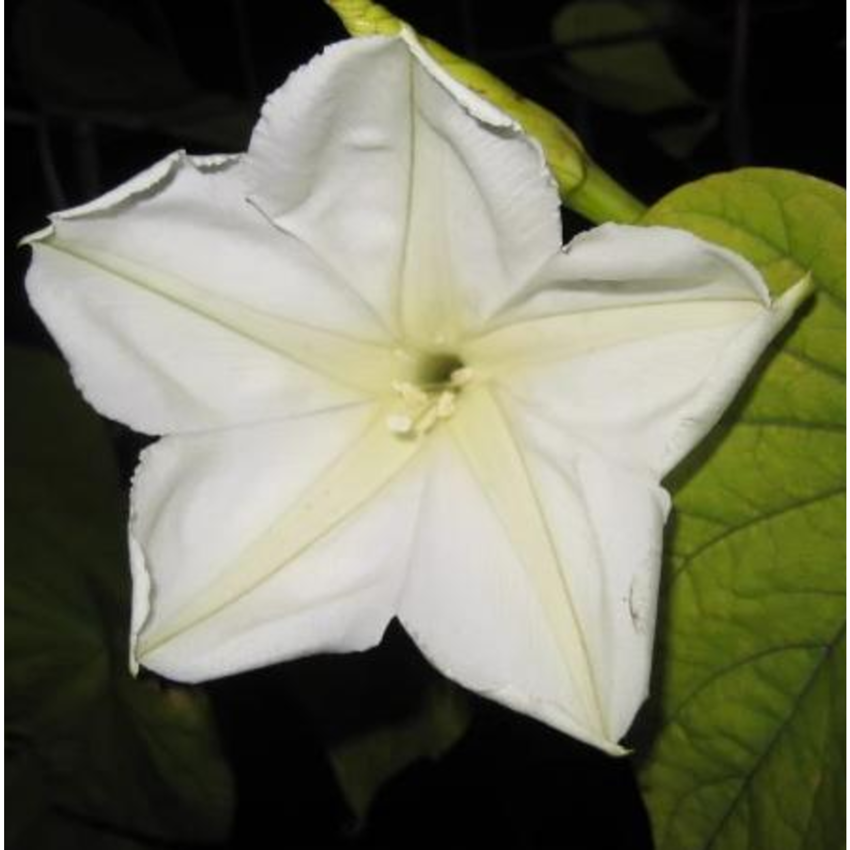 Hudson Valley Seeds Moon Flower Seeds