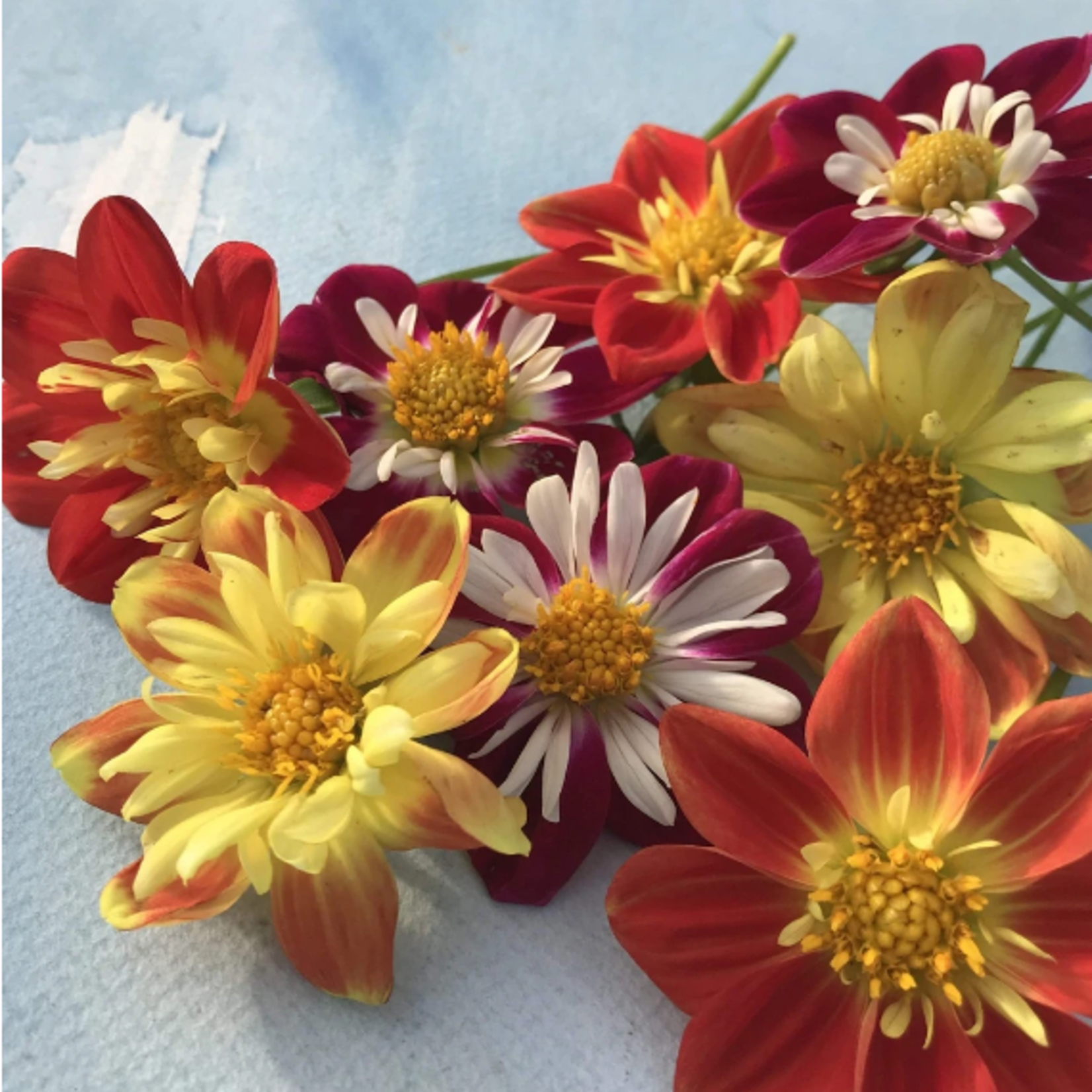 Hudson Valley Seeds Dandy Collaretto Dahlia Seeds