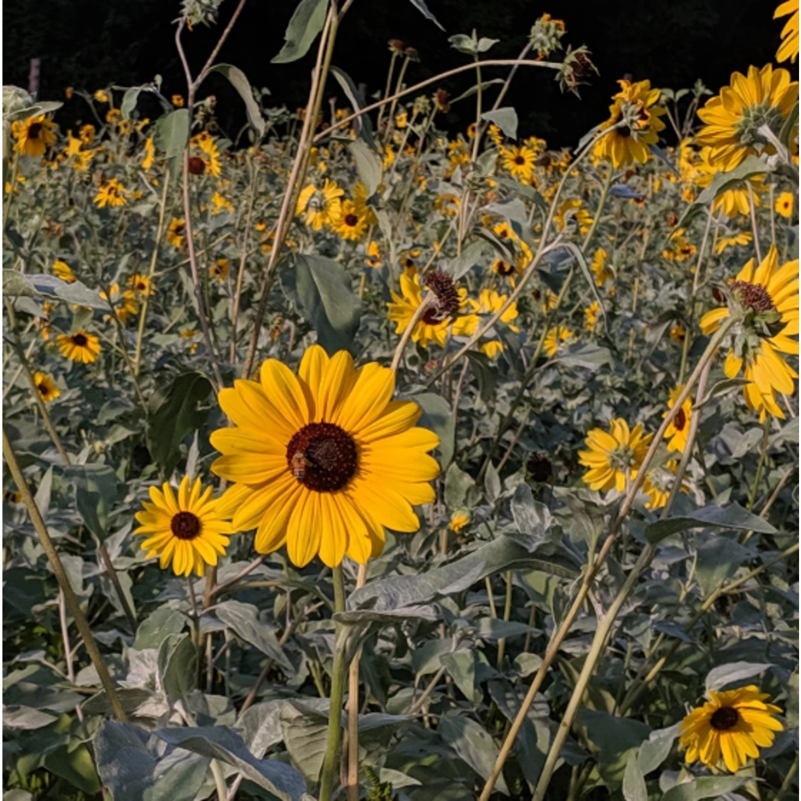 Hudson Valley Seeds Silverleaf Sunflower Seeds