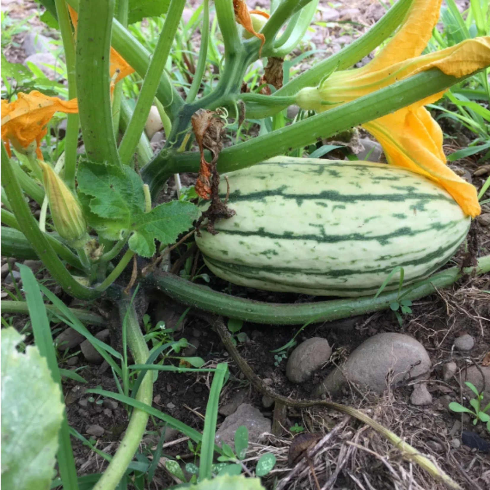 Hudson Valley Seeds Cornell's Bush Delicata Seeds