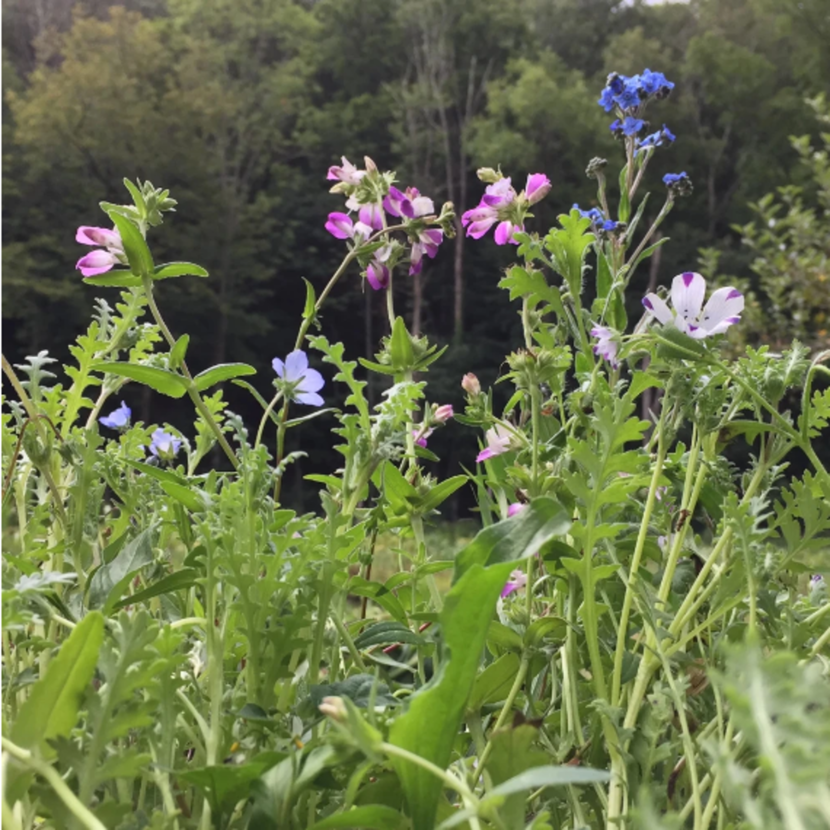 Hudson Valley Seeds Shade Garden Mix Seeds