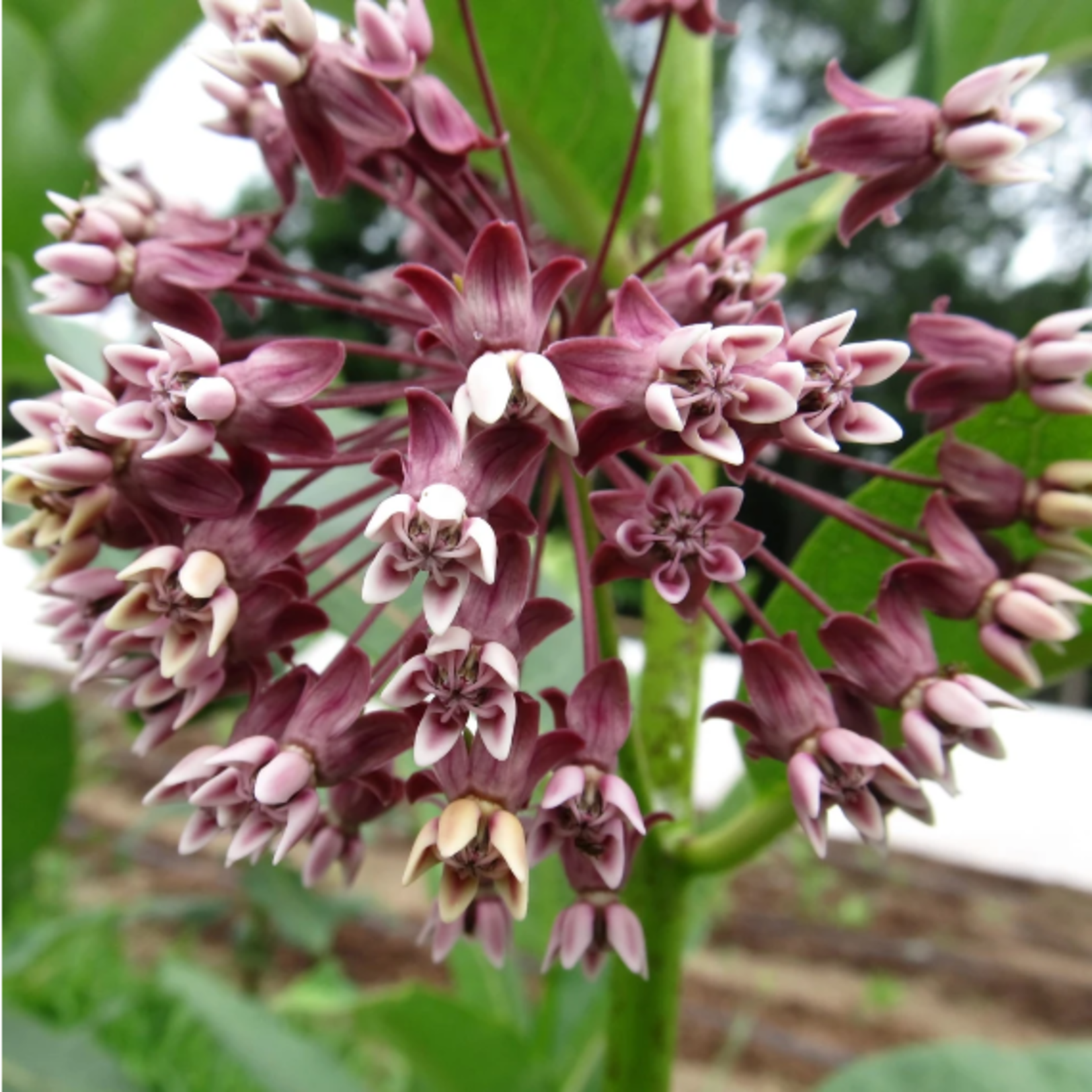 Hudson Valley Seeds Milkweed Seeds