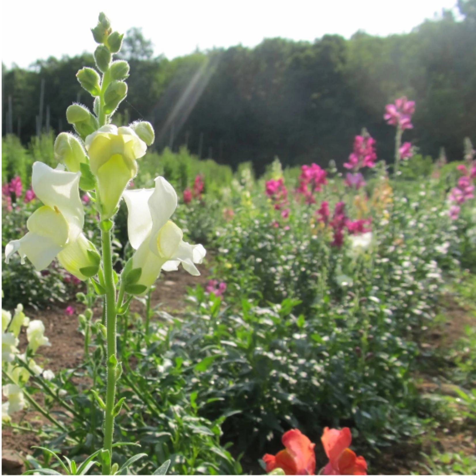 Hudson Valley Seeds Snapdragon Mix Seeds