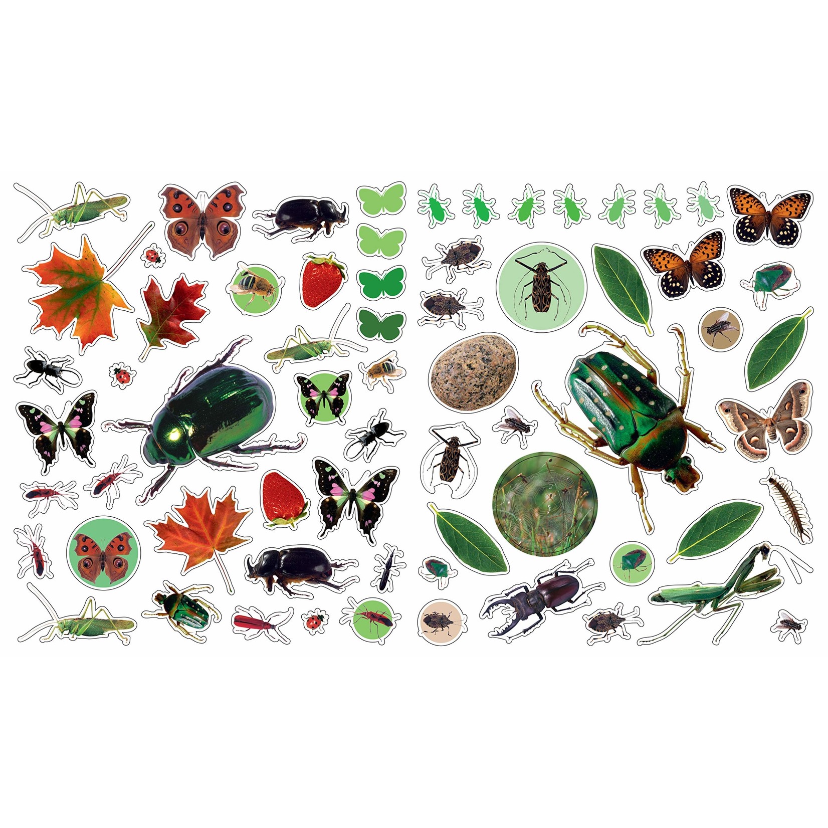 Hachette Bugs Reusable Stickers