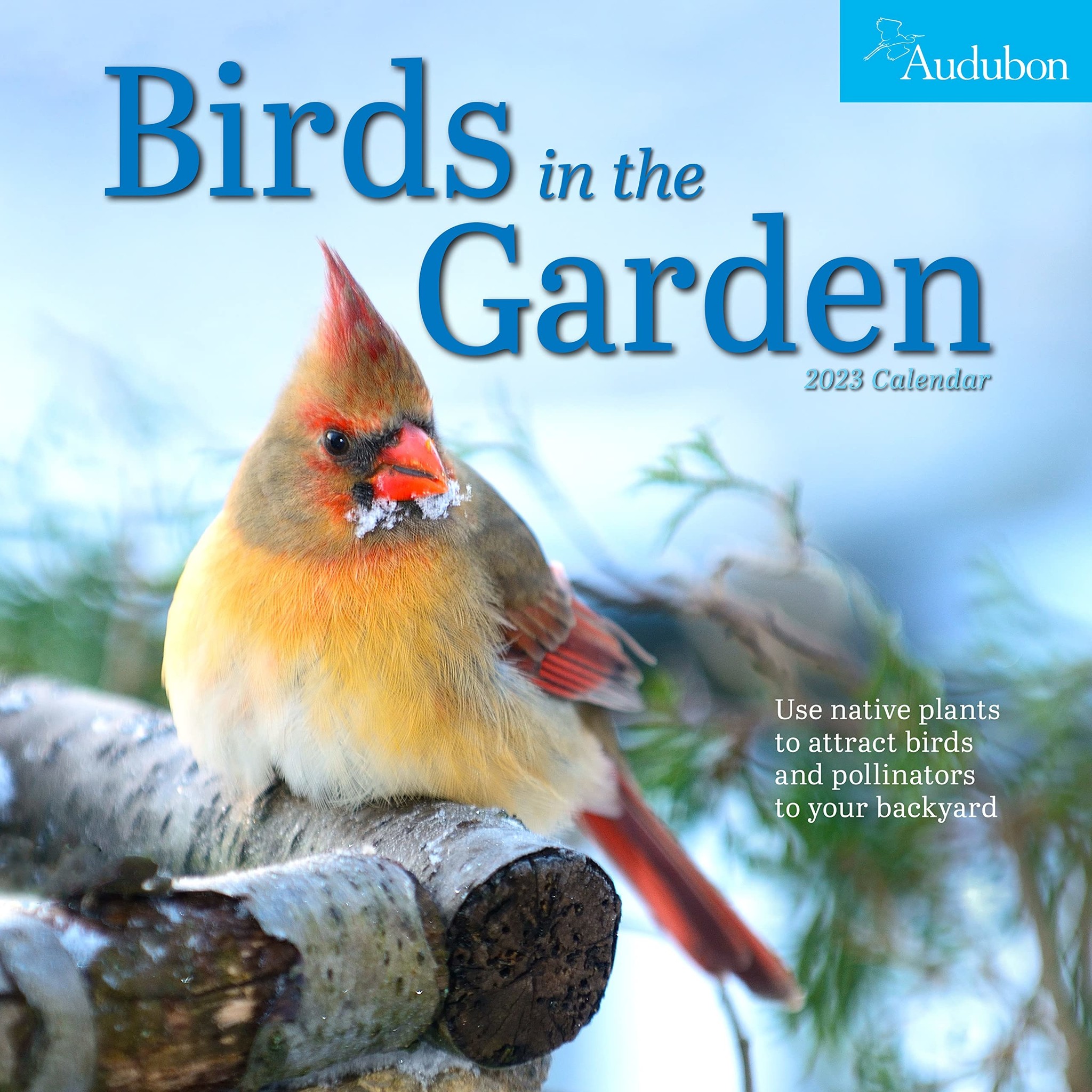 How to Attract Oriole Birds to Your Backyard - Birds and Blooms