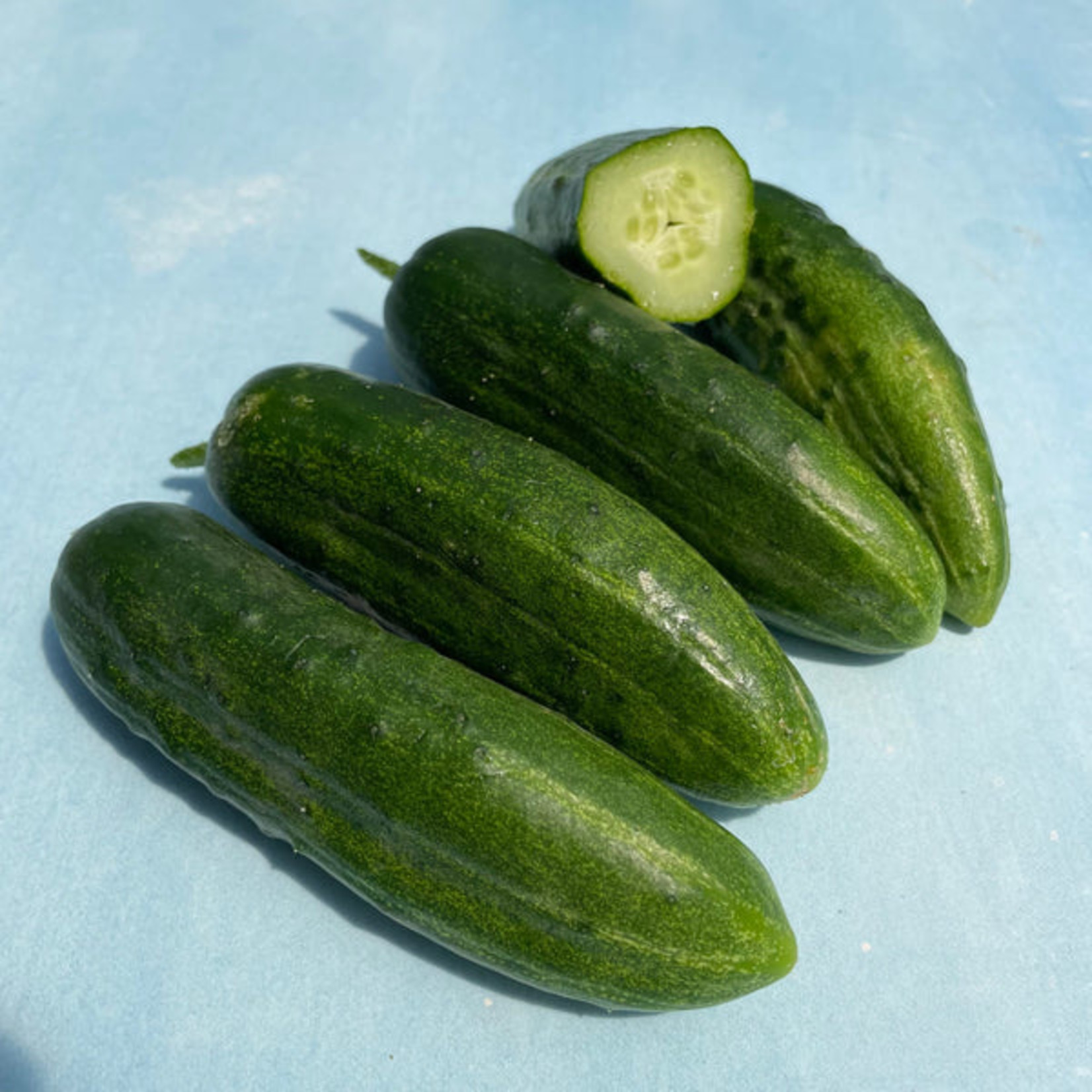 Hudson Valley Seeds Ukrainian Slicing Cucumber