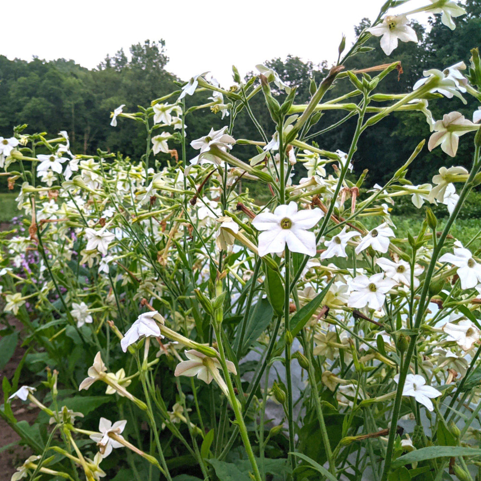 Hudson Valley Seeds Lavender Cloud Nicotiana