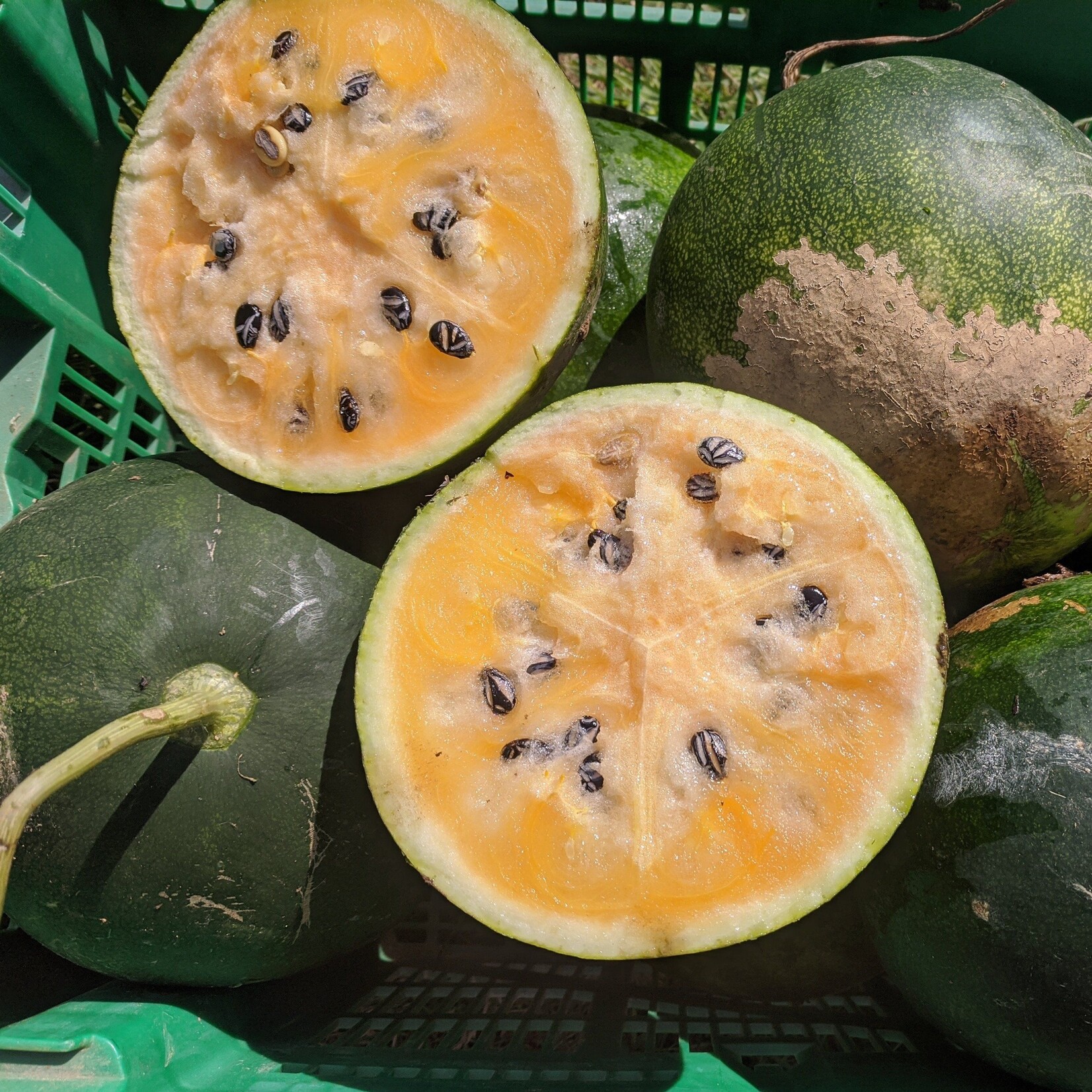 Hudson Valley Seeds Sweet Siberian Watermelon