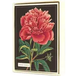 Cavallini Botanical Boxed Note Cards