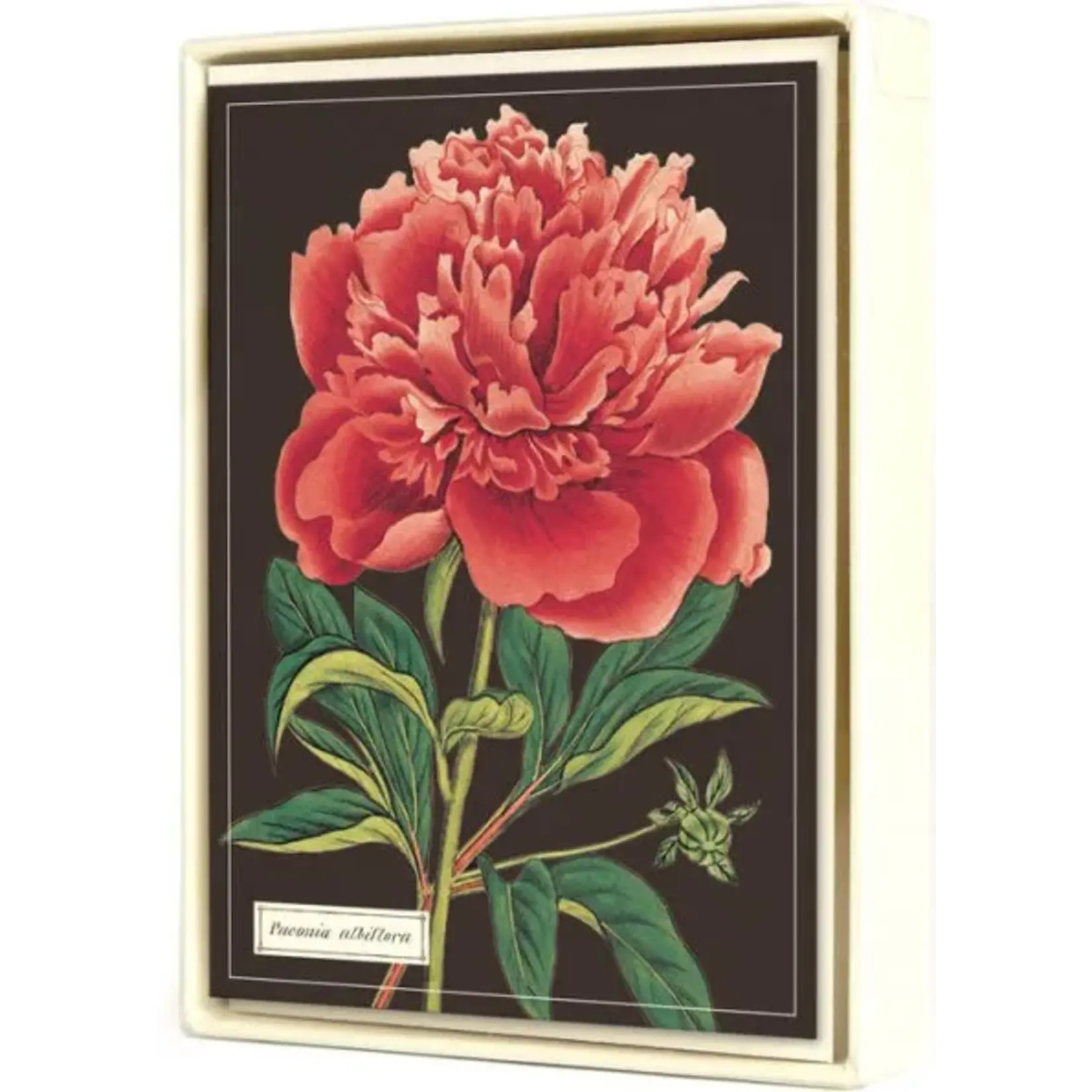 Botanical Boxed Note Cards