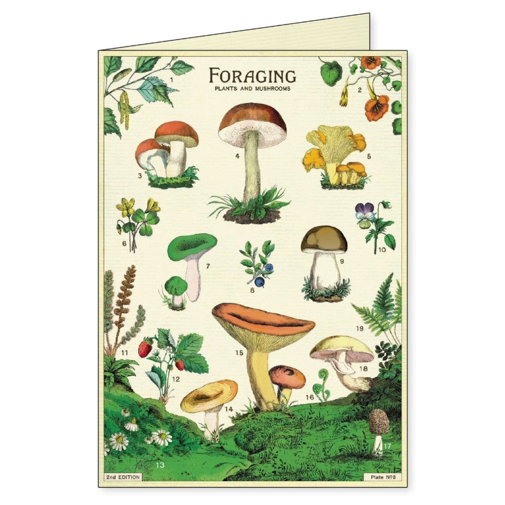 Foraging Boxed Note Cards