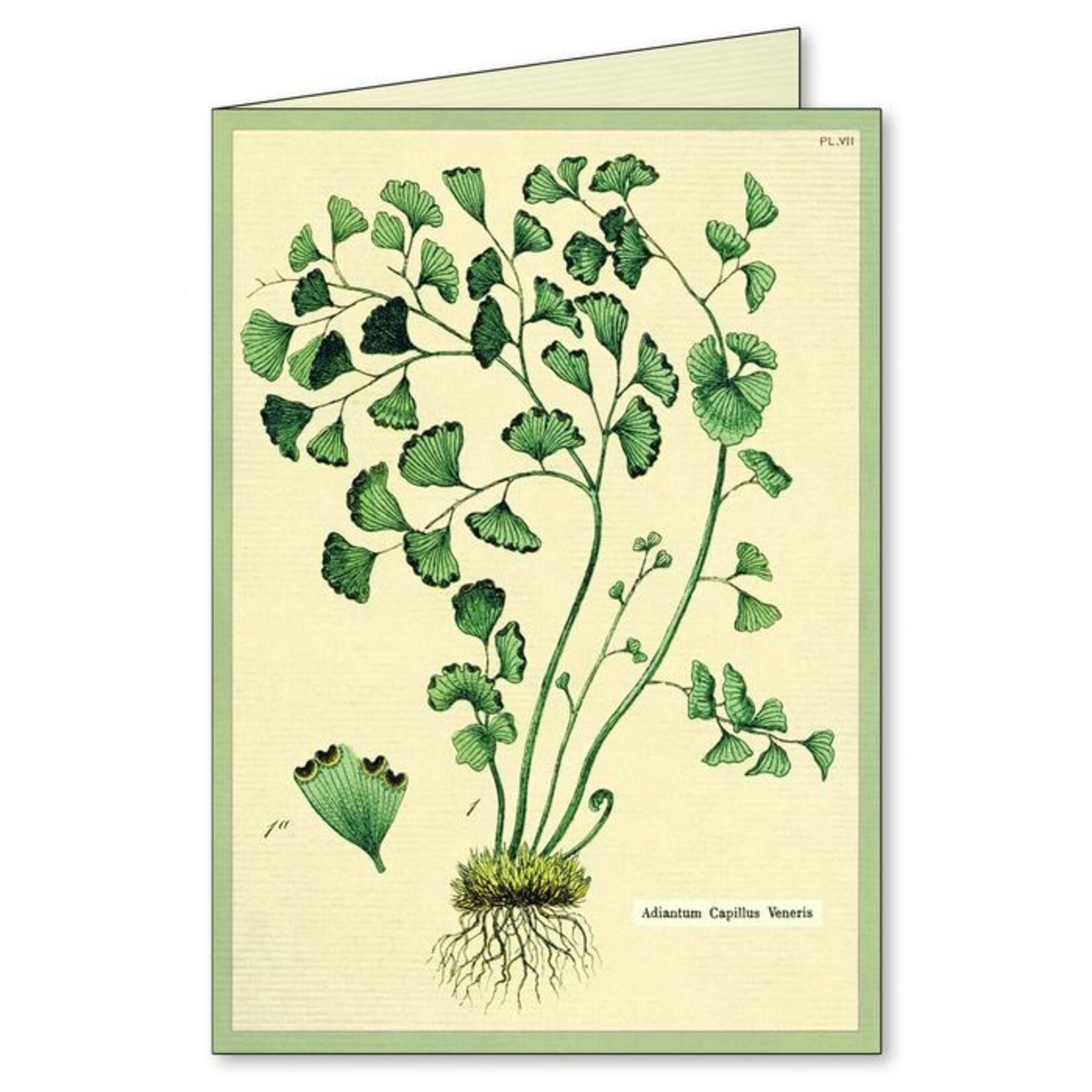 Cavallini Ferns Boxed Note Cards