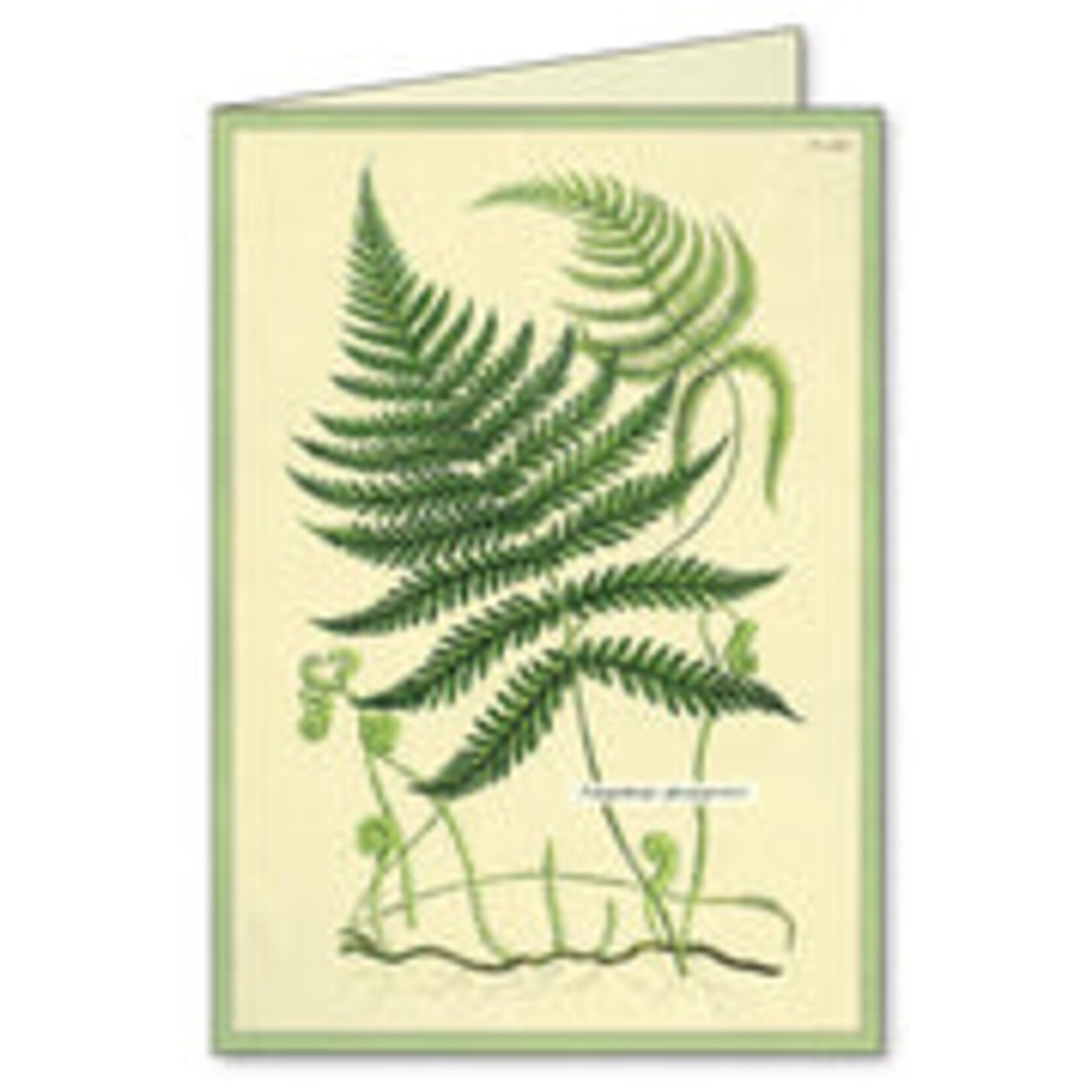 Cavallini Ferns Boxed Note Cards